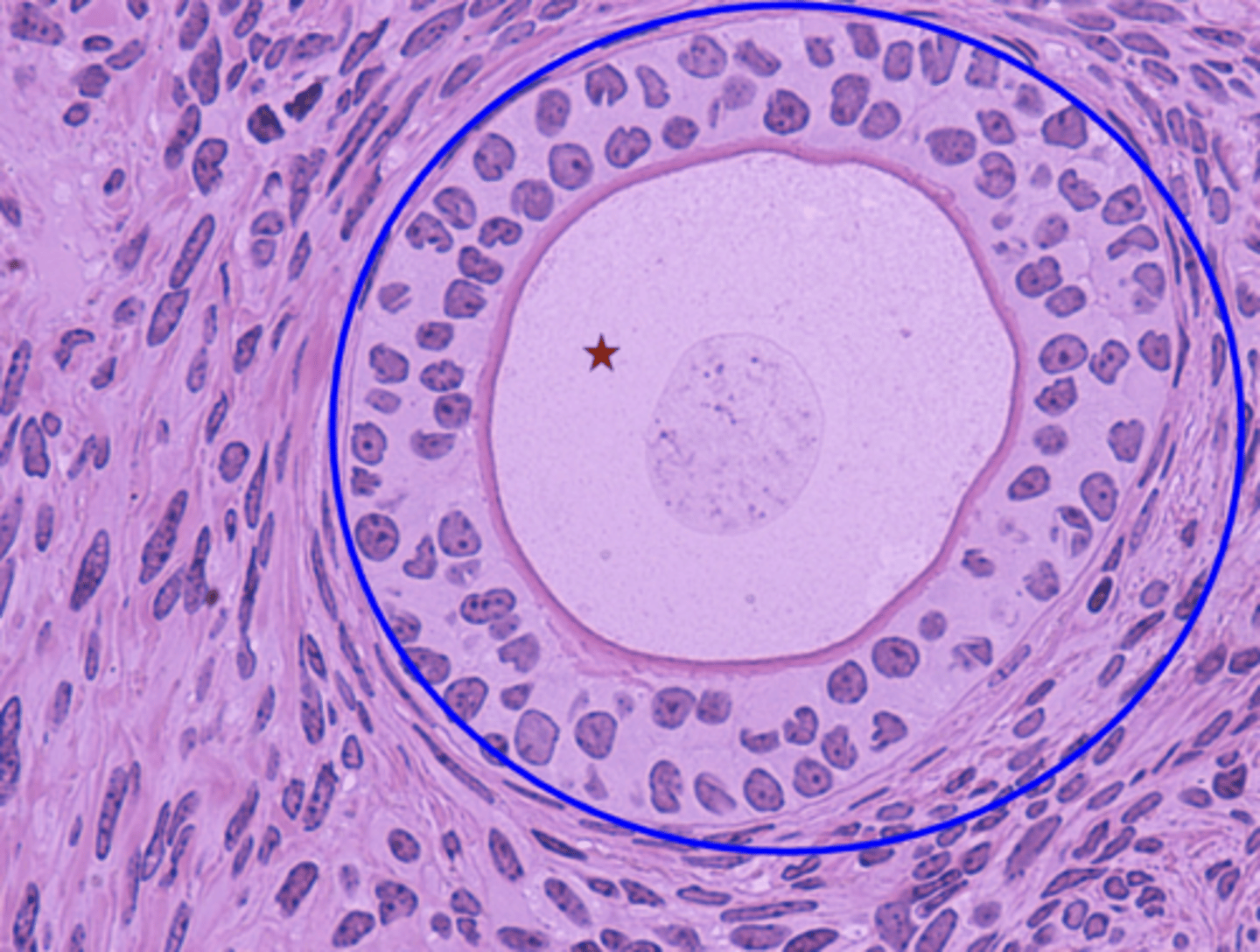 <p>What is the blue circle?</p>