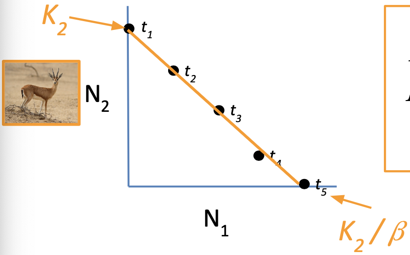 <ul><li><p>N1 = 0 —&gt; N2 = K2</p></li><li><p>N2 = 0 —&gt; N1 = K2 / 𝛽</p></li></ul><p></p>