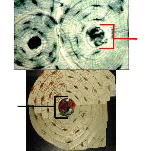 <p>contains the neurovasculature (arteries, nerves, and veins)</p>