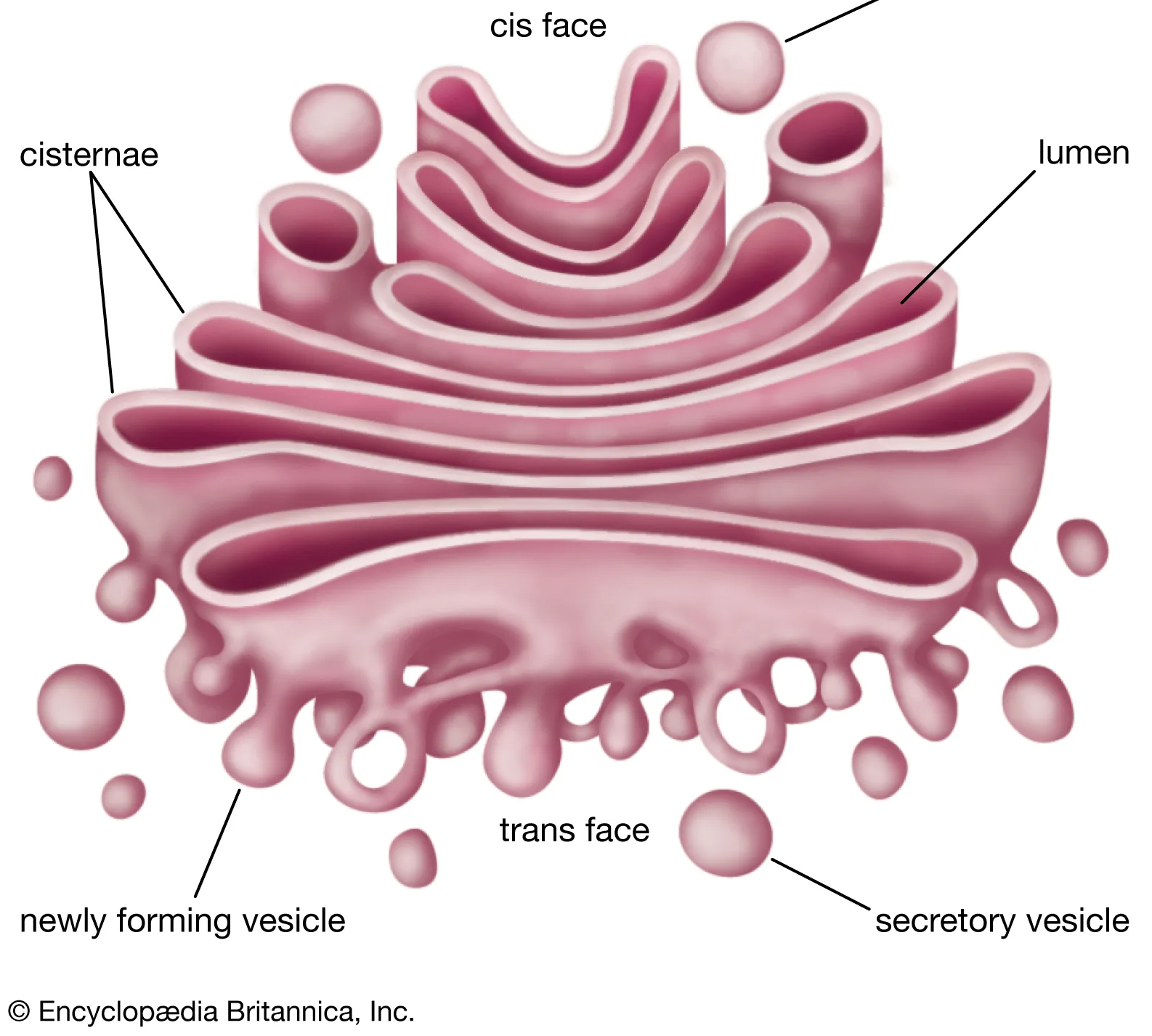 helps process and package proteins and lipid molecules 