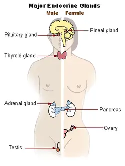 Pituitary gland: Located in the brain, it regulates hormone production and controls growth and development.

Pancreas: Found in the abdomen, it produces insulin and aids in digestion.

Thyroid: Situated in the neck, it regulates metabolism and produces hormones.

Adrenal gland: Positioned on top of the kidneys, it releases stress hormones and regulates salt balance.

Ovary: In the female reproductive system, it produces eggs and releases hormones.

Testes: Part of the male reproductive system, they produce sperm and release testosterone.