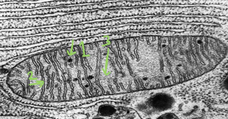 <p>stain used for this structure</p>