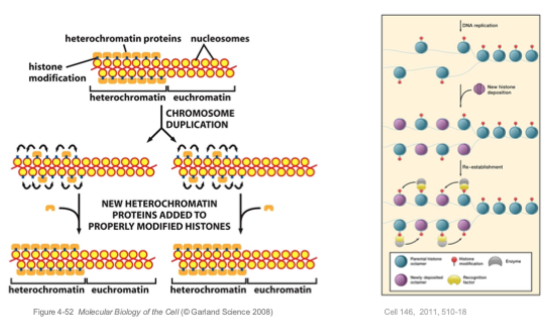 <p>During replication, heterochromatin provides a template for its own reassembly.</p><p>Not only is DNA replicated, but the chromatin also replicated in a self- templating manner, leading to the propagation of differential chromatin states for multiple generations. </p>