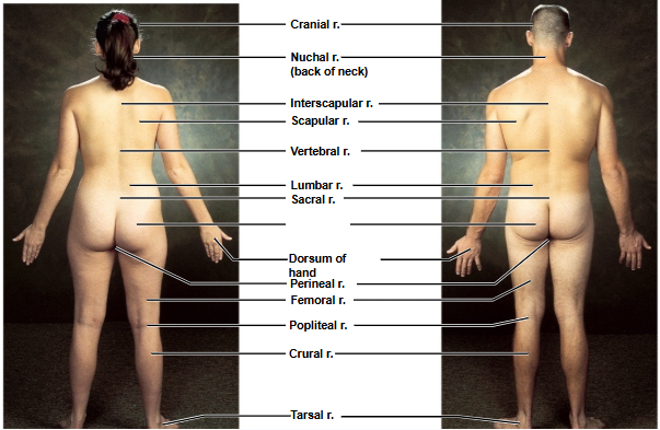 <p>Based on this posterior view, what is this region?</p>