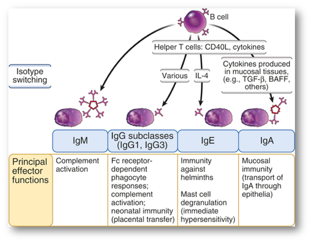 knowt flashcard image