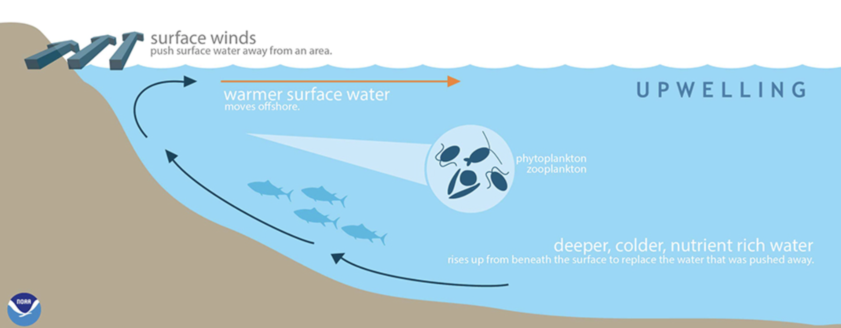 <p>The process where deep, cold water rises to the surface, often bringing nutrients to the ocean's upper layers, supporting marine life. </p>