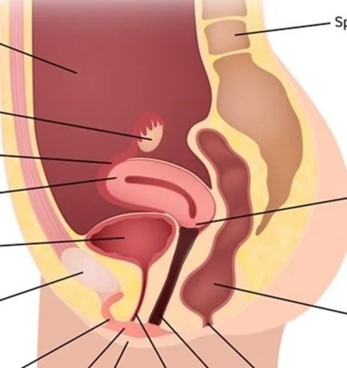 <p>A muscular, elastic passageway that extends from the uterus to the outside of the body</p>