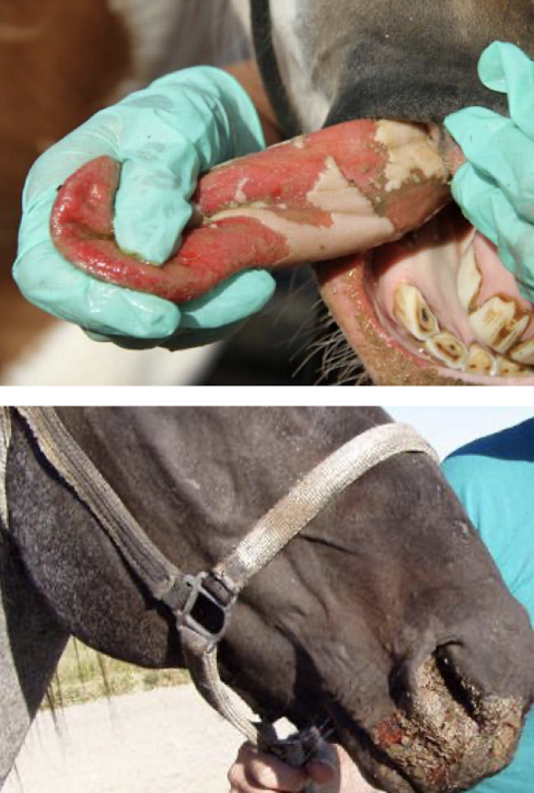 <p>Caused by vesicular stomatitis virus; affects horses, ruminants, swine, and humans. </p><p><strong>Transmission:</strong> flies or contact. </p><p><strong>Signs:</strong> vesicles → ulcers around mouth. Will not want to eat</p><p><strong>Note:</strong> reportable and zoonotic; self-limiting disease</p>