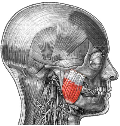 <p>Origin: Zygomatic arch and bone Insertion: angle and ramus of mandible Action: Prime mover of jaw; closure</p>