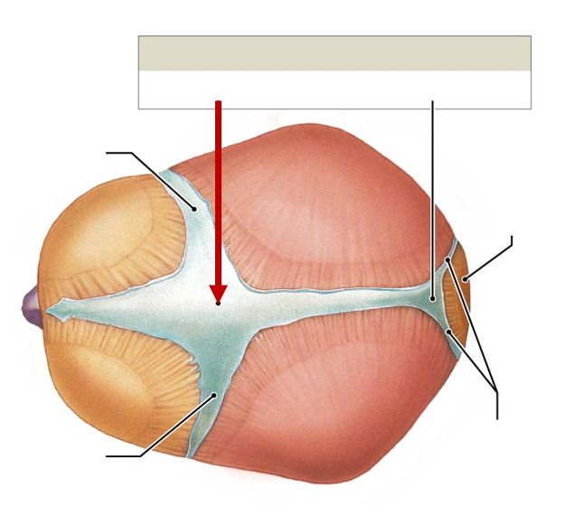 <p>Above, top of head in front</p>