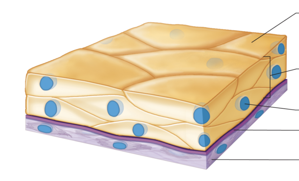 <p>Function: Stretchability and projection</p><p>Location: Inner lining of urinary bladder ad linings of ureters and part of urethra. (Stretched)</p>