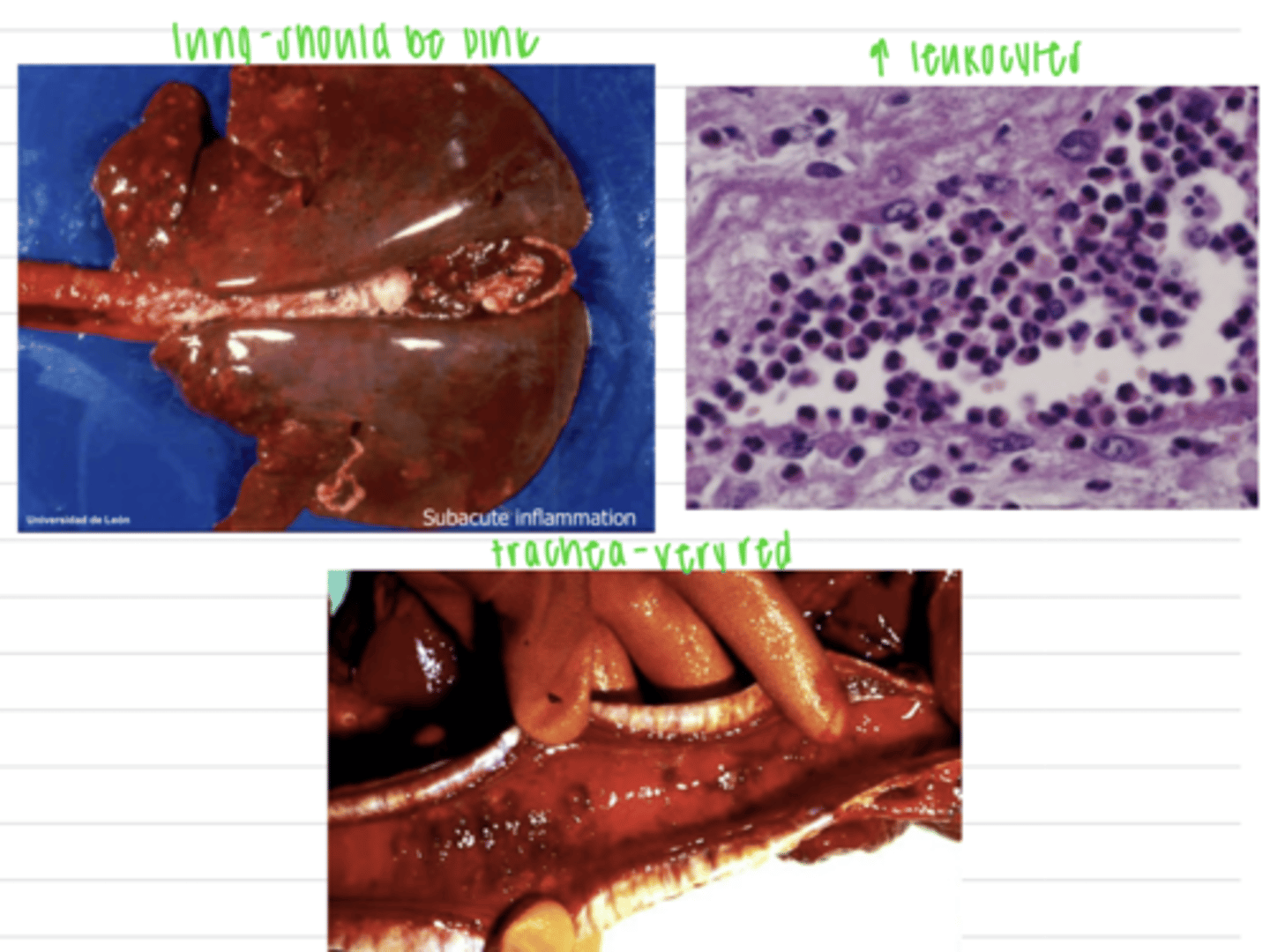 <p>grossly:</p><p>intense red color</p><p>increase in size</p><p>increase in temperature</p><p>microscopically:</p><p>dilation of blood vessels</p><p>presence of leukocytes</p>