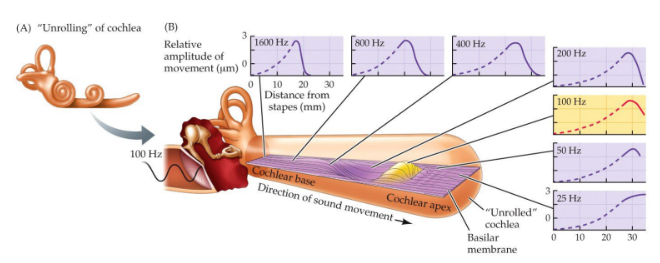 <p>it is <strong>tonotopically </strong>organized, so different parts of the basilar membrane vibrate in response to different sound frequencies (high freq: vibrate base, low freq: vibrate apex)</p>