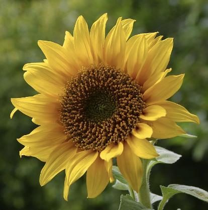 <p>Name This Flower</p>