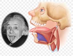 <p>What is this muscle </p>