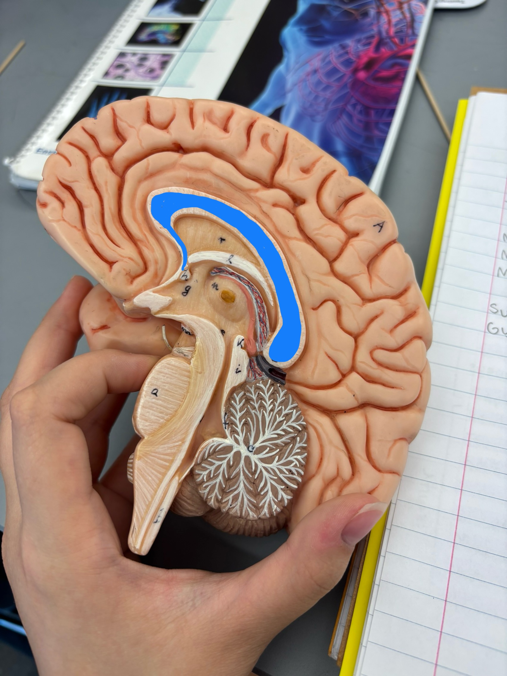 <p>What structure is this?</p>