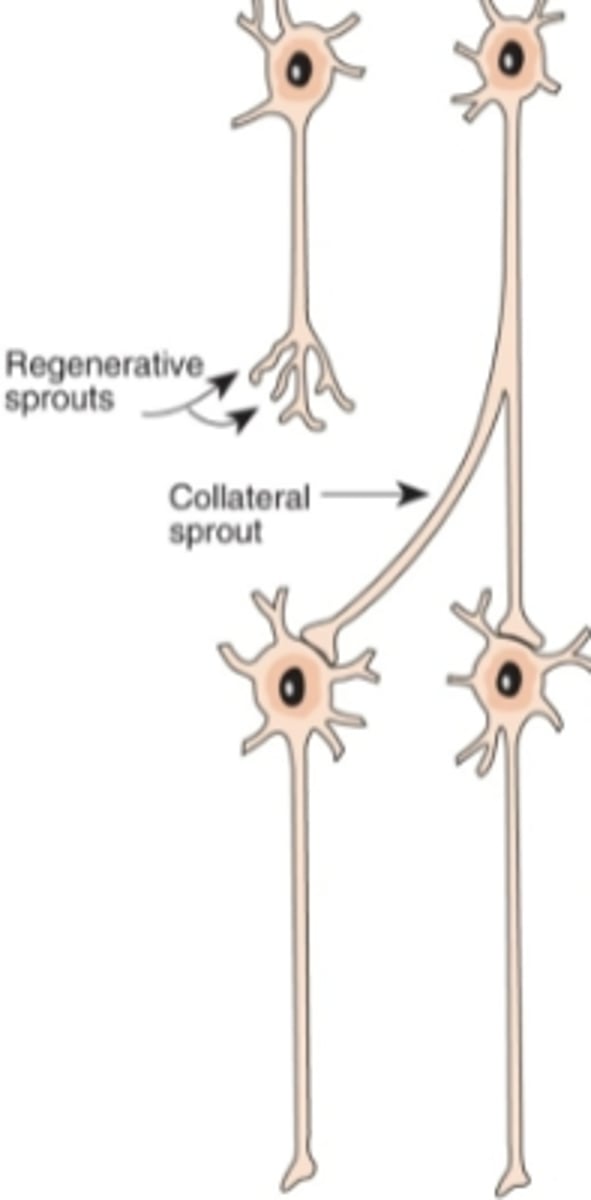 <p>formation of connections between neurons.</p>