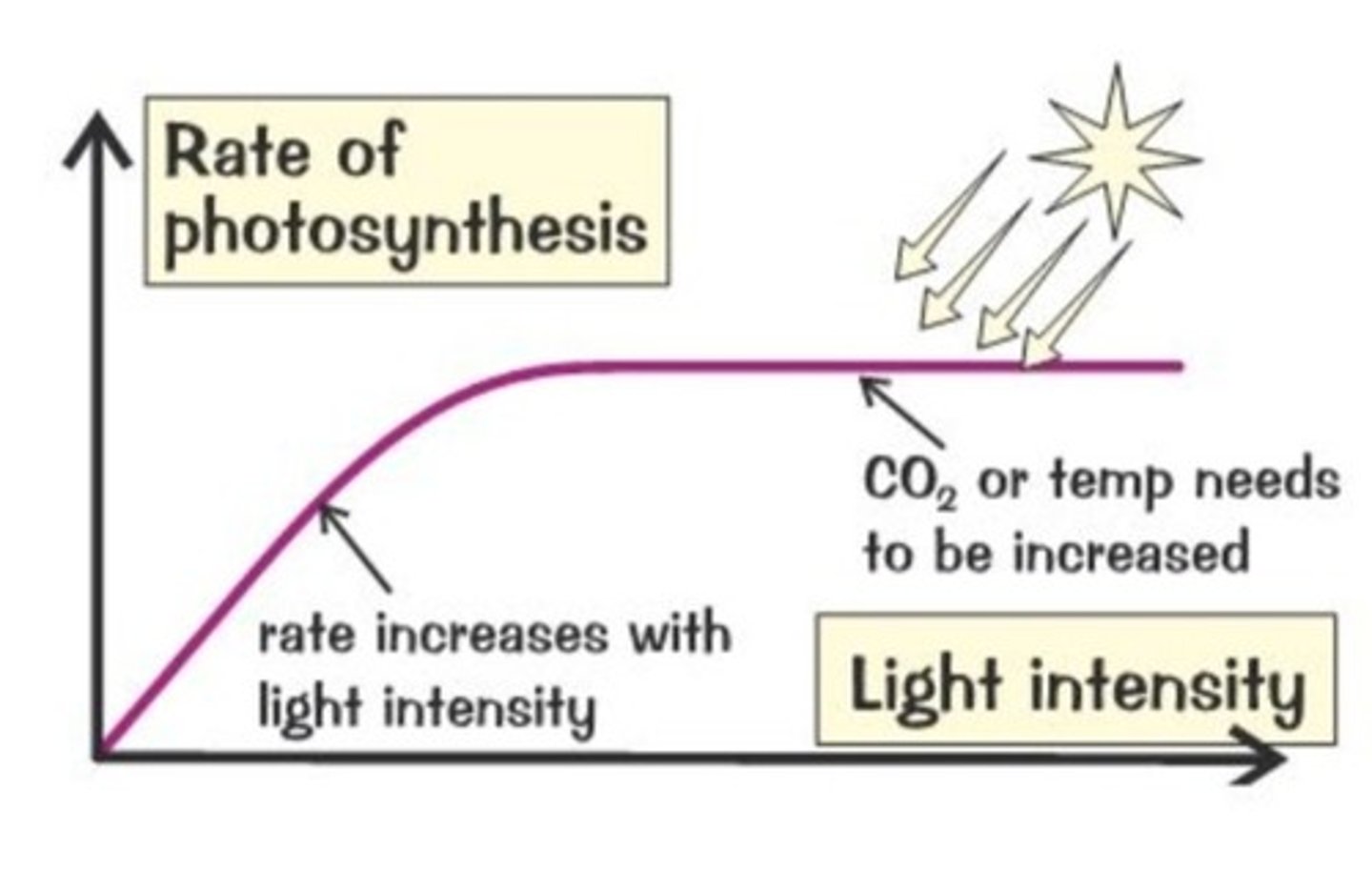 <p>1. increase in rate is linear as light intensifies</p><p>2. at some point another factor becomes limiting</p><p>3. graph levels off, rate becomes constant</p>