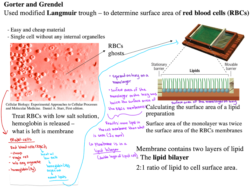 <ul><li><p>Used RBCs to extract lipids</p></li><li><p>Found lipid bilayer via monolayer spreading experiments through modified Langmuir trough.</p><ul><li><p>Calculated surface area of RBC membranes, found 2:1 ratio of lipid to cell surface area</p></li></ul></li></ul><p></p>