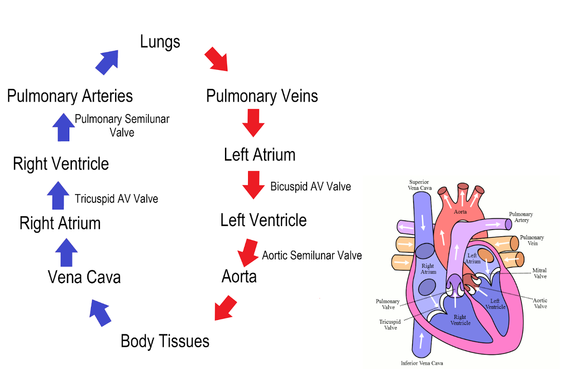 <p>Pathway of Blood Through the<strong> Heart&nbsp;</strong></p>