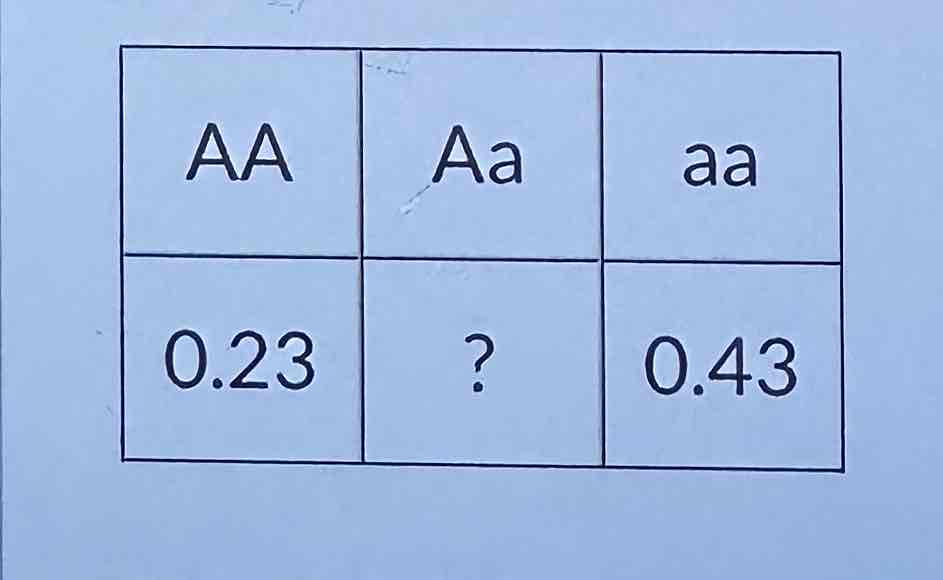 <p>For the table above, what is the frequency of the A allele? Round your answer to the nearest 0.01</p>