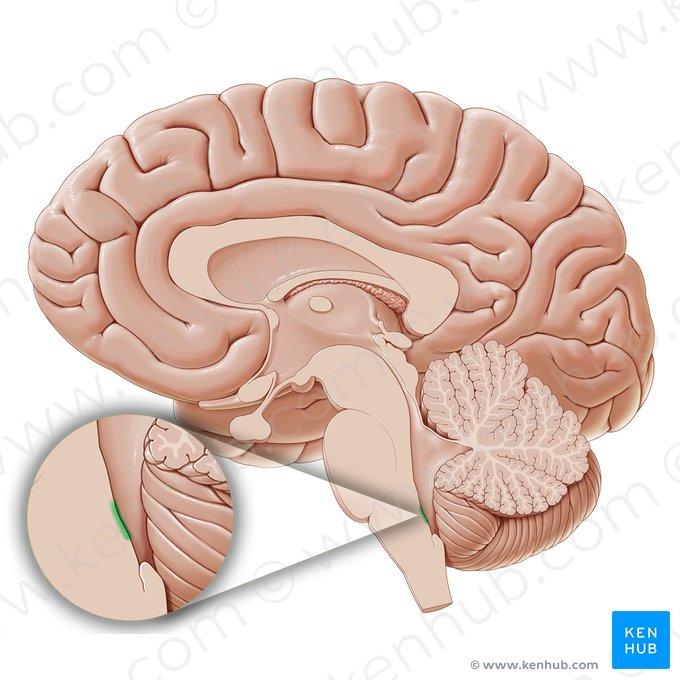 <p>area postrema</p>