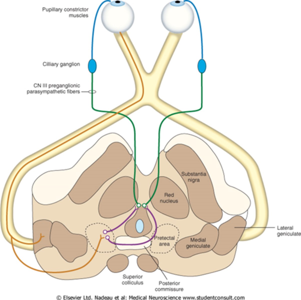 <p>RGC fibers travel to optic tract = some fibers separate and synapse in midbrain pretectal nucleus (superior colliculus) before reaching LGN = some of these fibers go to the ipsilateral E-W nucleus and others cross at the posterior commissure to the contralateral E-W nucleus.</p>