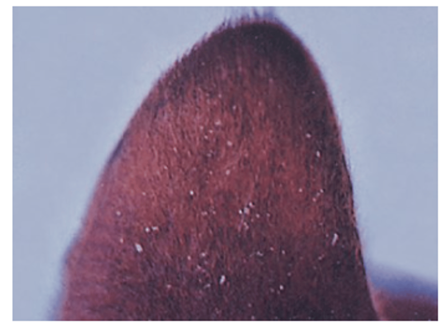 <p>Pathogenesis</p><p>Location: generally on the head, neck, ears, back and trunk;</p><p>Some individuals may suffer less and others may suffer from severe dermatitis</p><p>Huge populations may develop rapidly on neglected, poorly nourished, newborn puppies;</p><p>Chewing lice are more active and tend to be more irritant than sucking lice =&gt; itching =&gt; scratching =&gt; alopecia, excoriations, scaling, bacterial complications etc;</p><p>Sucking lice cause anemia and debilitation;</p>