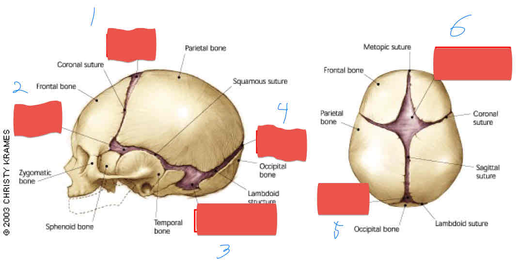 <p>What structure is shown in number 2?</p>