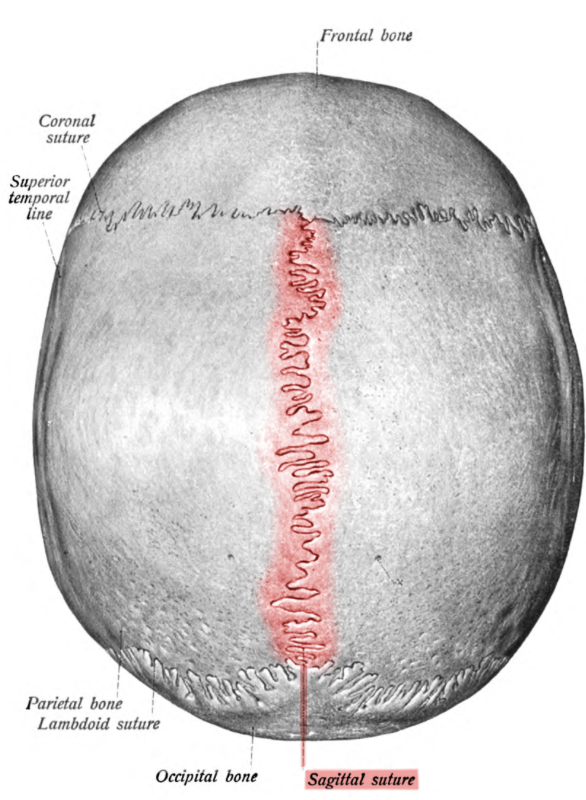 <p>What suture do the left and right parietal bone form SUPERIORLY?</p>