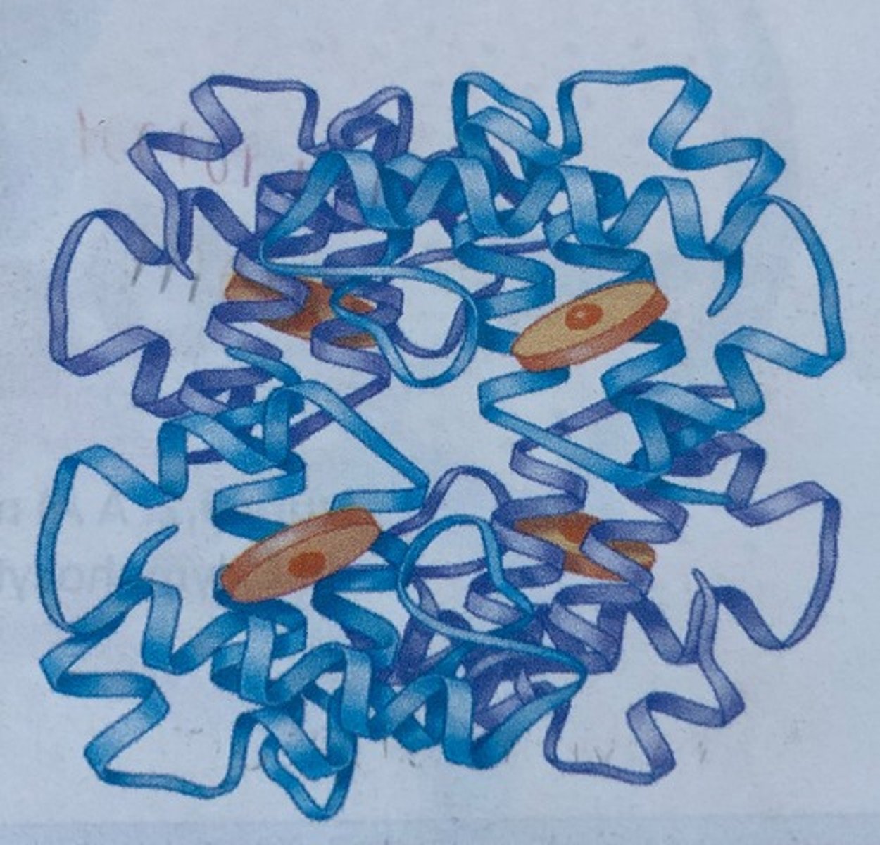 <p>Red pigment in blood (purple molecule)</p><p>Transports O2 and CO2</p>