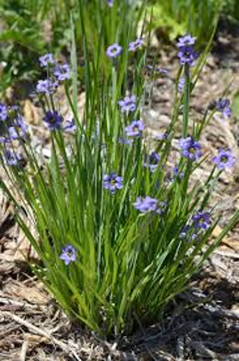 <p>special note: not a grass</p><p>fan like structure</p><p>leaves: flat plane of sword like leaves</p><p>blooms: tiny</p>