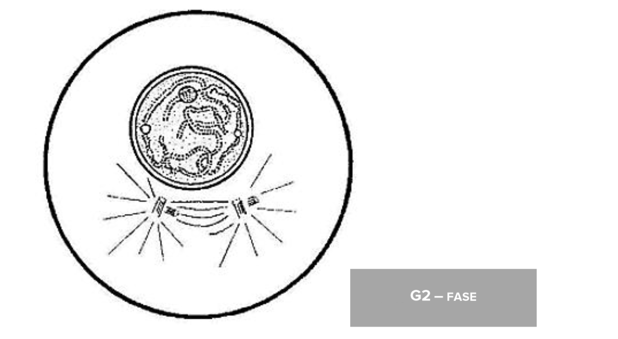 <p>Waaruit bestaan de chromosomen na de G2-fase?</p>