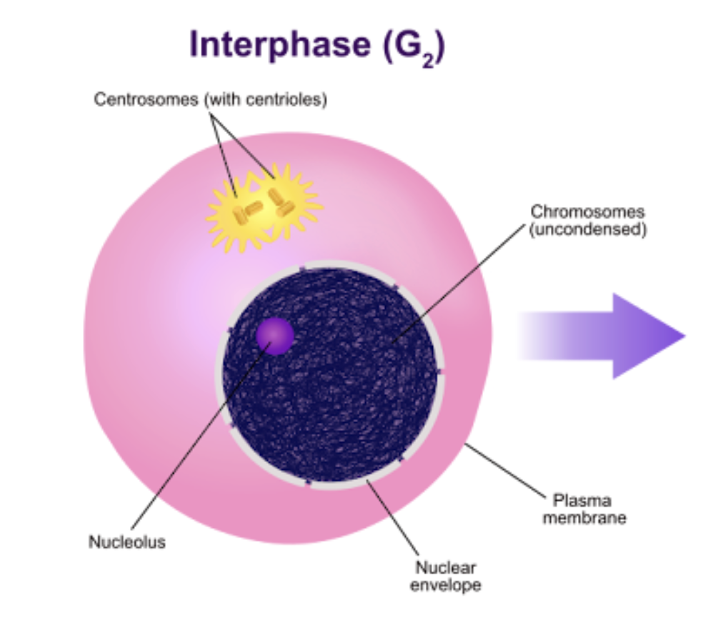 <p>Characterized by cellular growth and the accumulation of molecular signals that determine whether the cell will proceed to division. Progression through this phase depends on environmental conditions and regulatory signaling molecules.</p>