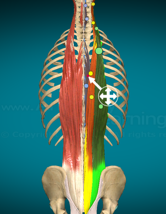 <p>What does the Spinalis do?</p>