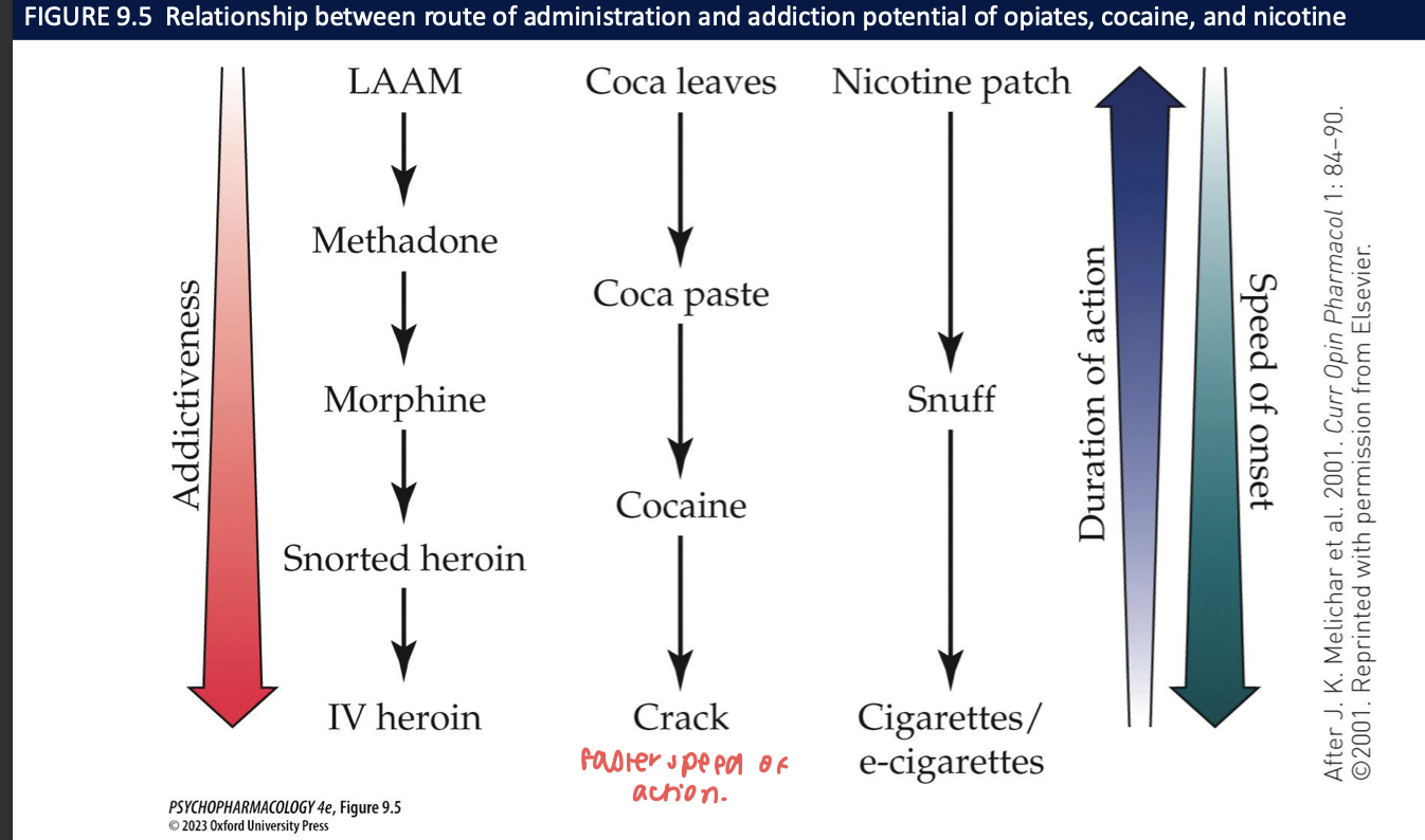 <ul><li><p>routes that cause fast onset of drug action have the greatest addiction potential → produce strongest euphoric effects + shortest latency</p></li><li><p>shorter latency btw response + reinforcement would lead to stronger + faster drug conditioning</p><ul><li><p><strong>IV/inhalation:</strong> rapid drug entry + fast onset of drug action → shorter duration</p></li><li><p><strong>oral/transdermal: </strong>relatively slow absorption → slow drug availability to the brain</p></li></ul></li></ul><p></p>