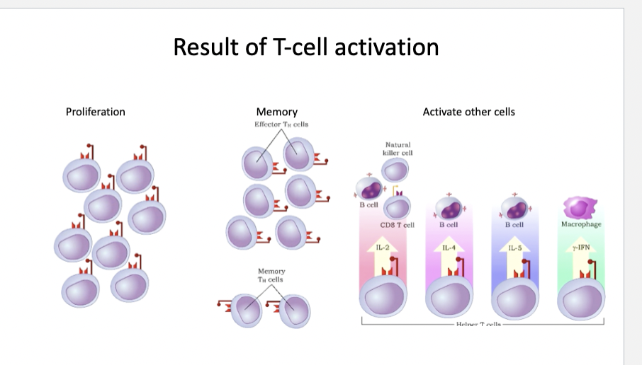<p>5th step of <span>Cell Mediated Immunity</span></p>