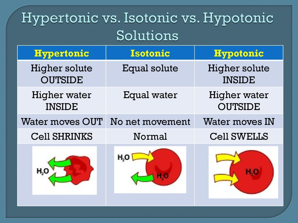 <p>It is at an equilibrium, there is no movement of molecules across the membrane as the solute concentration is the same in the cell and outside of it thus no change in cell volume.</p>