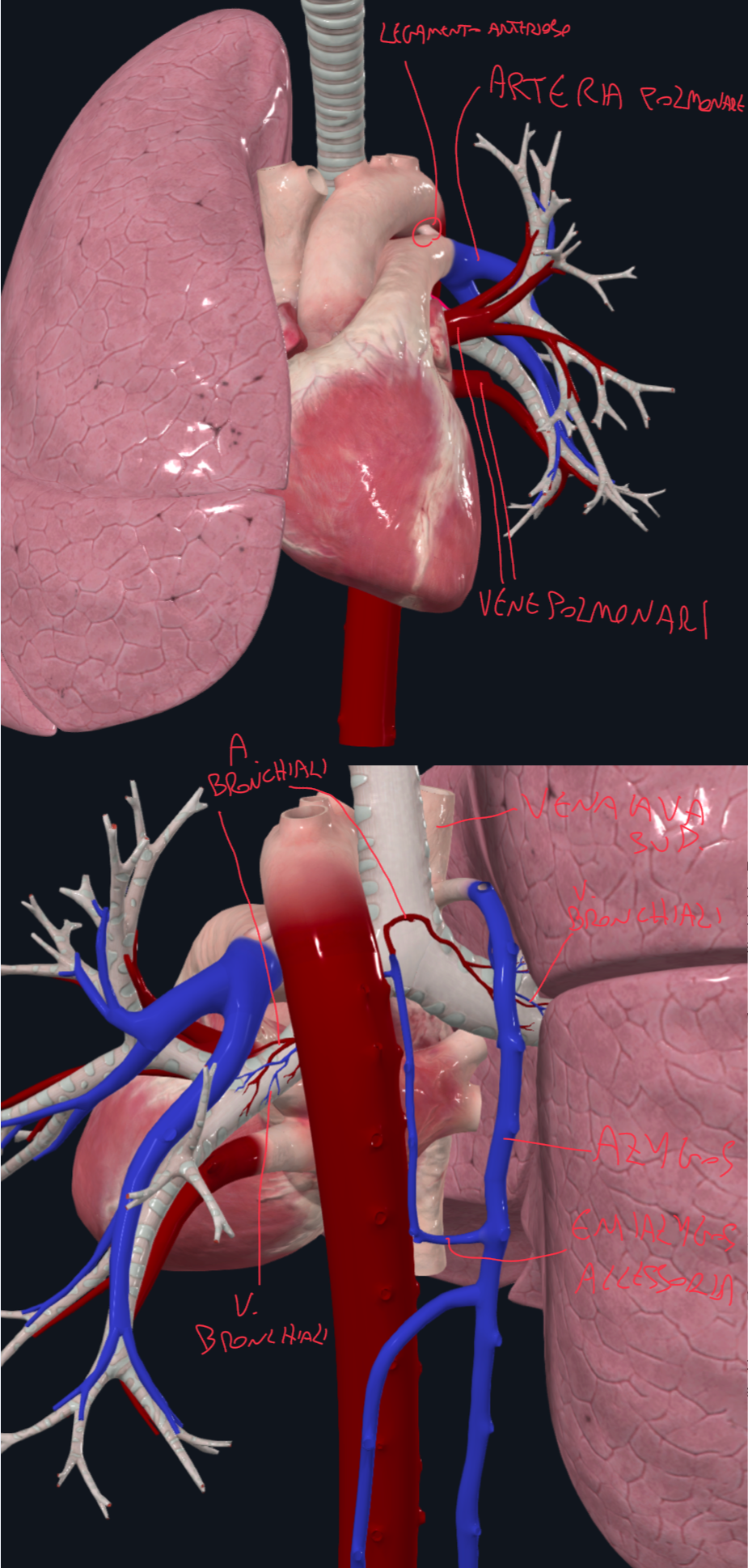 <p>E’ una doppia vascolarizzazione perché raggiunta sia dai vasi della circolazione sistemica (arterie e vene bronchiali) che polmonare (arterie e vene polmonari)</p><p>ARTERIE POLMONARI:</p><ul><li><p>Decorso del sangue NON ossigenato:</p><ul><li><p>Vene Cave → atrio dx → ventricolo dx → tronco polmonare → arteria polmonare dx e sx</p></li><li><p>L’arteria polmonare dx passa posteriormente l’aorta ascendente e sotto l’arco aortico </p></li><li><p>L’arteria polmonare sx passa anteriormente l’aorta discendente</p></li></ul></li><li><p>Le arterie polmonari entrano nell’ilo del polmone e seguono la ramificazione dei bronchi, quindi avremo arterie:</p><ul><li><p>Lobari, segmentarie fino ad arrivare ai capillari alveolari</p></li></ul></li></ul><p>VENE POLMONARI:</p><ul><li><p>Decorso del sangue ossigenato:</p><ul><li><p>Nei setti intersegmentari indipendentemente da bronchi e arterie</p></li><li><p>Convengono in una Vena Polmonare Superiore e Inferiore per ciascun polmone, che attraversano l’ilo polmonare e raggiungono l’atrio sx</p></li></ul></li></ul><p>ARTERIE BRONCHIALI:</p><ul><li><p>Due Arterie Bronchiali Sinistre e una Destra che originano dall’aorta toracica discendente</p></li><li><p>Un’altra Arteria Bronchiale Destra che spesso origina dalla Terza Arteria Intercostale Posteriore</p></li></ul><p>VENE BRONCHIALI:</p><ul><li><p>A destra drenano nella Vena Azygos</p></li><li><p>A sinistra drenano nella Vena Emiazygos Accessoria</p></li><li><p>Successivamente confluiscono nella Vena Cava Superiore</p></li></ul><p></p>
