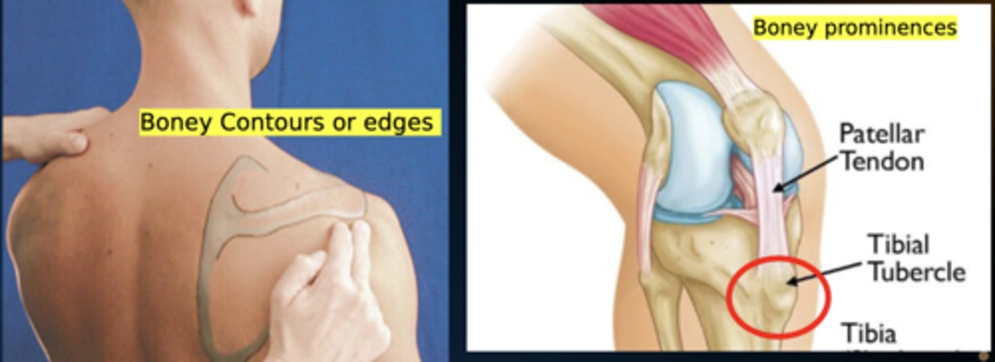 <p>Contour = Overall shape/outline of bone</p><p>- i.e. Borders of scapula</p><p>Prominence = Distinct, localized projection of bone</p><p>- i.e. Tibial tuberosity</p>