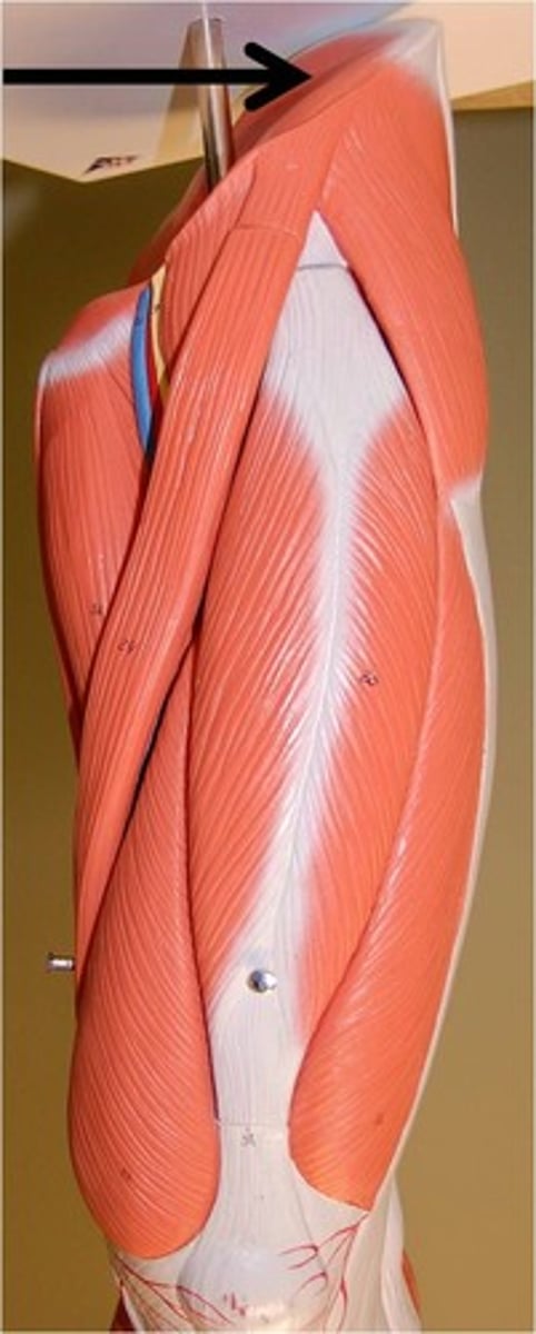 <p>flexes at hip</p>
