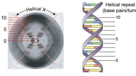 Taken in 1951. The photo revealed that B-form DNA was a double helix with 10 nucleotide base pairs within a complete turn of the helix. The “X” in the picture indicates a helix. The dark patches indicate the bases