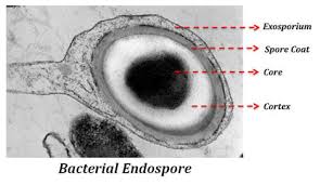 <p>type of dormant cell</p><ul><li><p>extremely resistant to destruction</p></li><li><p>can live for 100s of years</p></li><li><p>can only be killed through sterilization</p></li><li><p>NOT in vegetative state</p></li></ul><p></p>