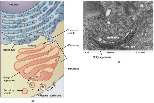 *Transport* vesicles can move molecules between locations inside the cell (e.g. proteins from the ER to the Golgi).

*Secretory* vesicles can move molecules from inside the cell to outside of the cells (e.g. to secrete a protein hormone).