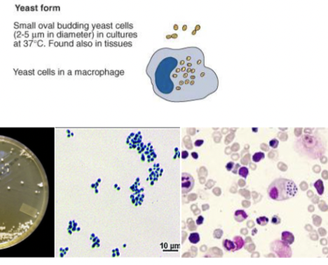 <p>Small oval budding least cells, can live in macrophages </p>