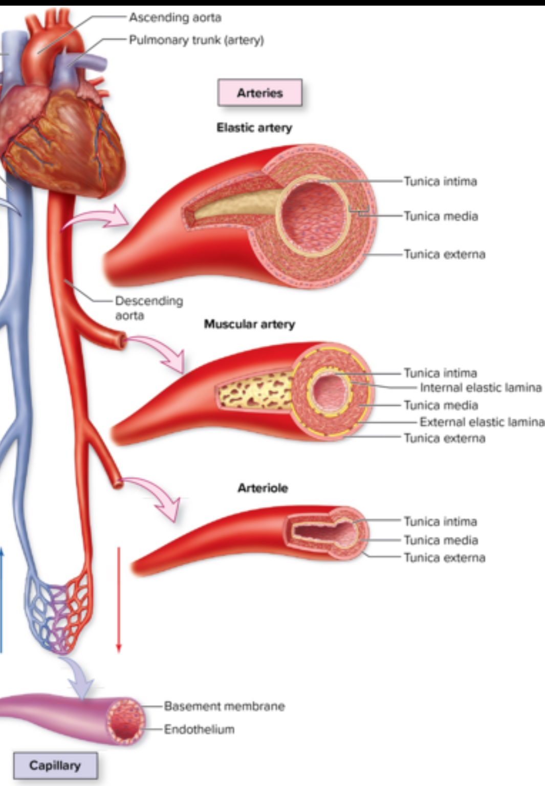 <p>2 types of arteries</p>