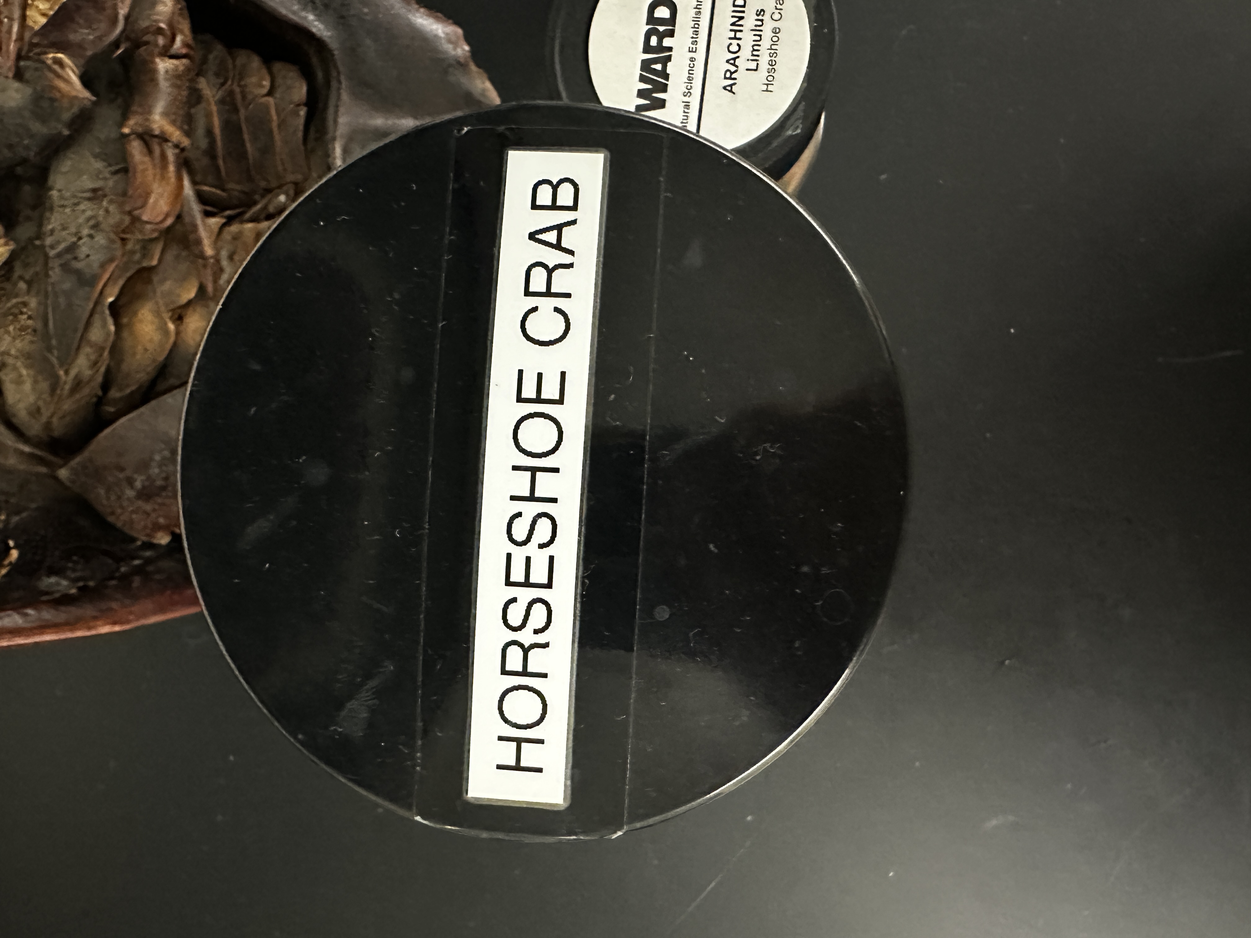 <p>Grouping: Protostome</p><p>Grouping: Ecdysozoa</p><p>Phylum: Arthropoda</p><p>Subphylum: Chelicerata</p>