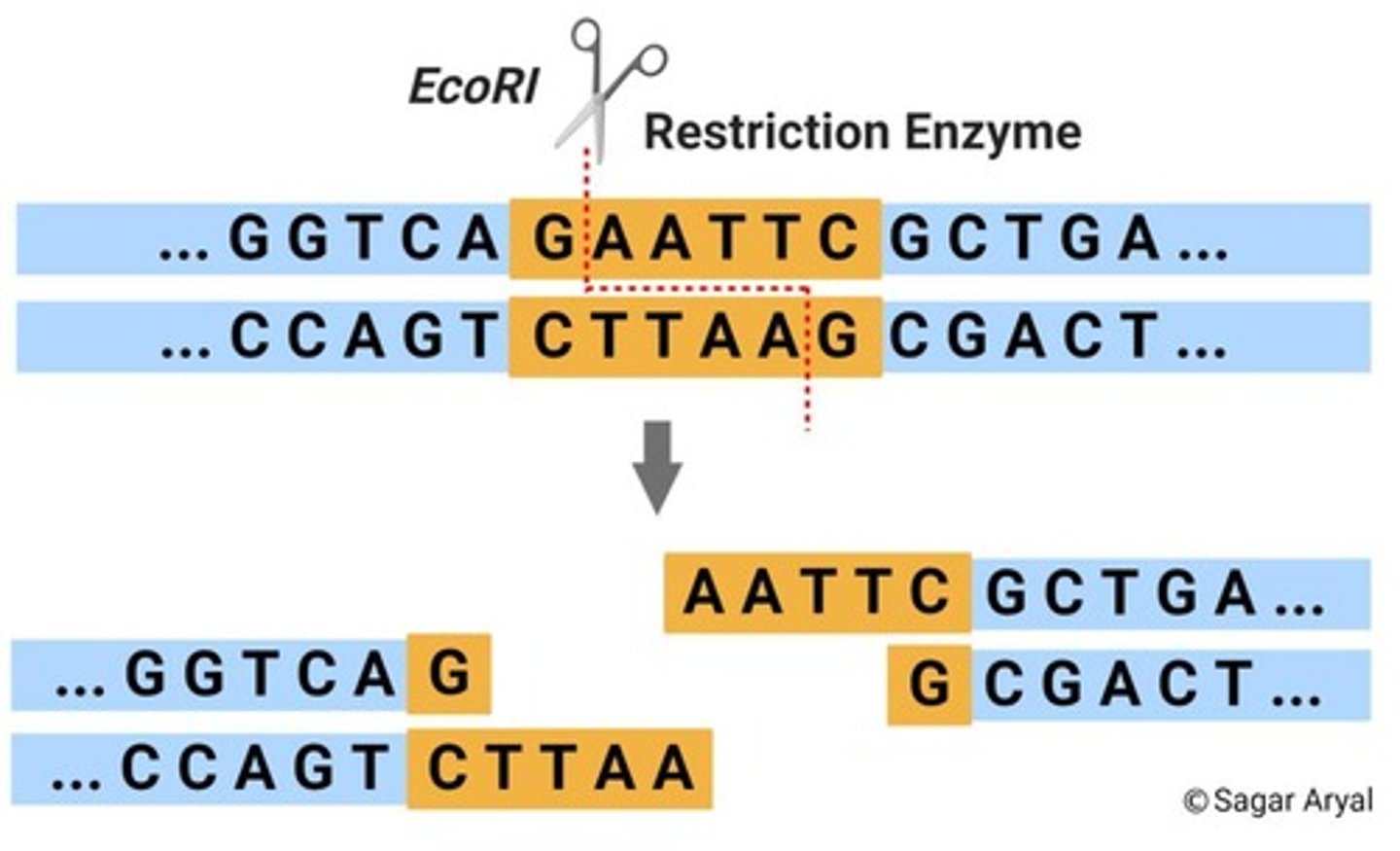 <p>They recognize and cut DNA at specific nucleotide sequences.</p>