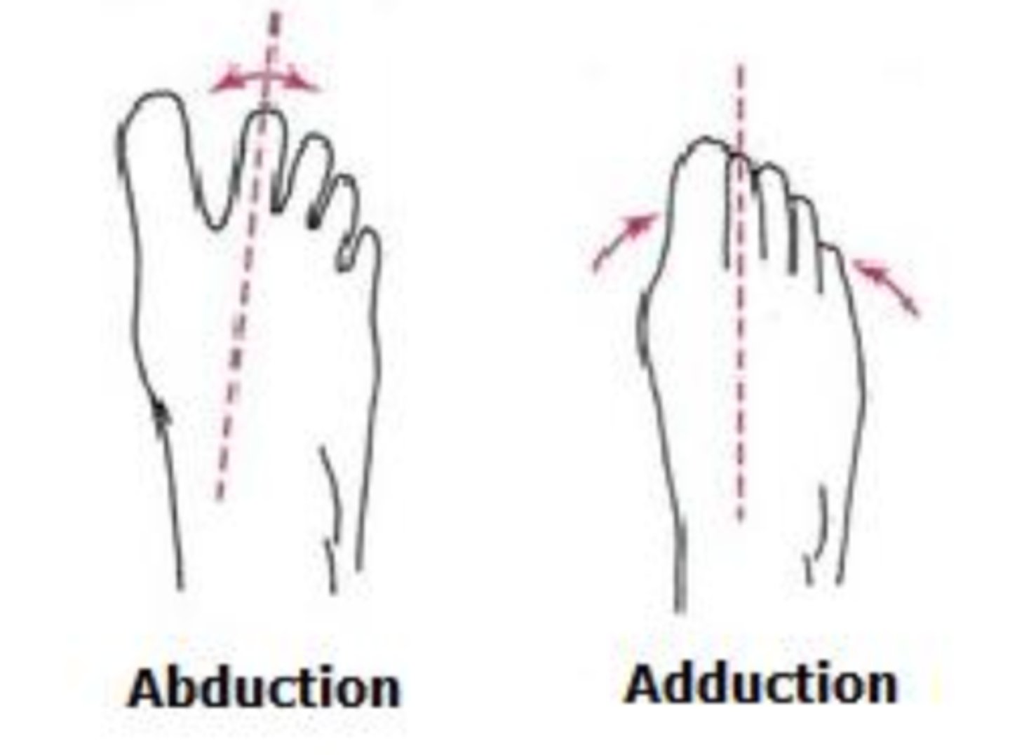 <p>relative to the 2nd toe</p><p>--&gt; the second toe can only abduct.</p>