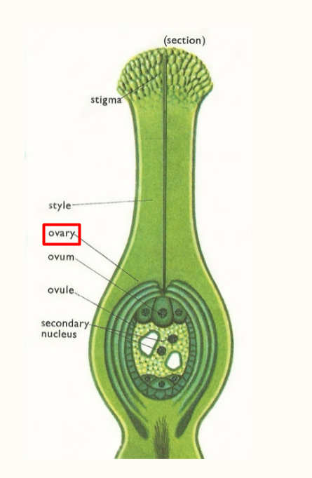 <p>Ovary</p>